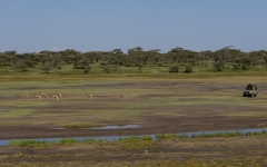 Safari vehicle watching a small herd of Hartebeest (Alcelaphus buselaphus)