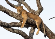 Female Lion (Panthera leo) resting on tree branch