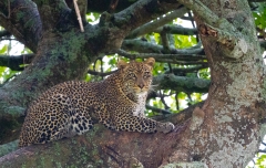 Leopard (Panthera pardus) resting on a tree branch