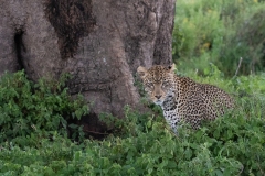 Leopard (Panthera pardus) crouched in scrub looking at camera