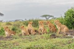 Six Lion (Panthera leo) cubs waiting for parents