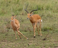 Male Impala (Aepyceros melampus) herding a female