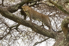 Leopard (Panthera pardus) standing on tree branch looking at camera and snarling