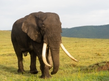 African Elephant (Loxodonta africana) with large tusks