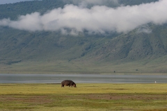 Distant Hippopotamus (Hippopotamus amphibius) by crater lake under low clouds