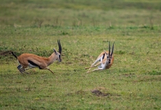 Thomson's Gazelle (Eudorcas thomsonii) males fighting over a female