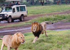 Lion (Panthera leo) male chasing a female in front of safari vehicles