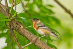 Bay-breasted Warbler (Dendroica castanea) , male , breeding plumage