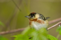 Bay-breasted Warbler (Dendroica castanea) , male , breeding plumage