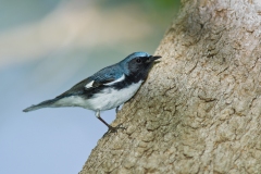 Black-throated Blue Warbler (Dendroica caerulescens), male, breeding plumage