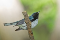 Black-throated Blue Warbler (Dendroica caerulescens), male, breeding plumage