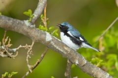 Black-throated Blue Warbler (Dendroica caerulescens), male, breeding plumage