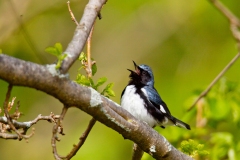 Black-throated Blue Warbler (Dendroica caerulescens), male, breeding plumage