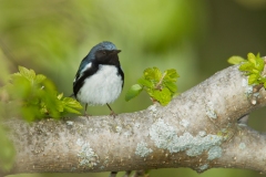 Black-throated Blue Warbler (Dendroica caerulescens), male, breeding plumage