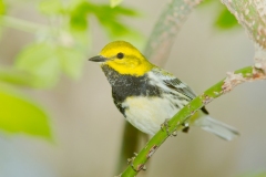 Black-throated Green Warbler (Dendroica virens), male, breeding pllumage