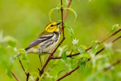 Black-throated Green Warbler (Dendroica virens), female, breeding pllumage