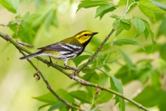 Black-throated Green Warbler (Dendroica virens), male, breeding pllumage