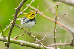 Black-throated Green Warbler (Dendroica virens), female, breeding pllumage