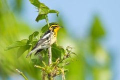 Blackburnian Warbler (Dendroica fusca), male, breeding plumage