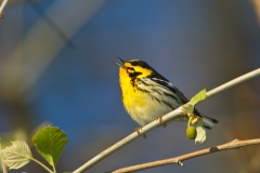 Blackburnian Warbler (Dendroica fusca), male, breeding plumage