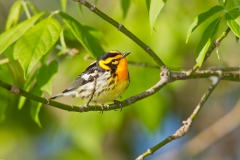 Blackburnian Warbler (Dendroica fusca), male, breeding plumage