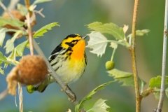 Blackburnian Warbler (Dendroica fusca), male, breeding plumage