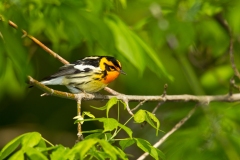 Blackburnian Warbler (Dendroica fusca), male, breeding plumage