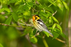 Blackburnian Warbler (Dendroica fusca), male, breeding plumage