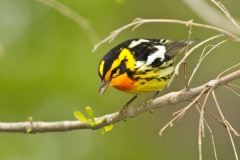 Blackburnian Warbler (Dendroica fusca), male, breeding plumage