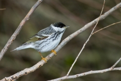 Balckpoll Warbler (Demdroica striata), male, breeding plumage