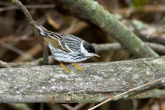 Balckpoll Warbler (Demdroica striata), male, breeding plumage