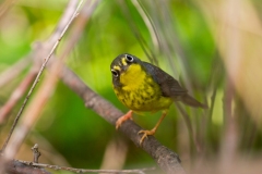 Canada Warbler  (Cardellina canadensis), female, breeding plumage