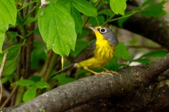 Canada Warbler  (Cardellina canadensis), female, breeding plumage