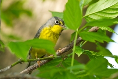 Canada Warbler  (Cardellina canadensis), female, breeding plumage