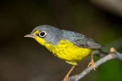 Canada Warbler  (Cardellina canadensis), female, breeding plumage