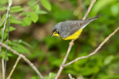 Canada Warbler  (Cardellina canadensis), male, breeding plumage