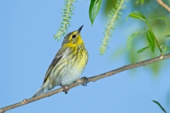 Cape May Warbler  (Setophaga tigrina), female, breeding plumage