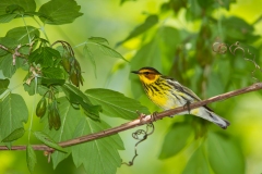 Cape May Warbler  (Setophaga tigrina), male, breeding plumage