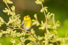 Cape May Warbler  (Setophaga tigrina), male, breeding plumage