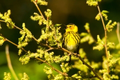 Cape May Warbler  (Setophaga tigrina), male, breeding plumage