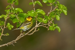 Cape May Warbler  (Setophaga tigrina), male, breeding plumage