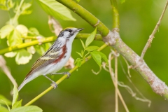 Chestnut-sided Warbler (Setophaga pensylvanica), male, breeding plumage