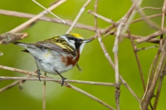 Chestnut-sided Warbler (Setophaga pensylvanica), male, breeding plumage