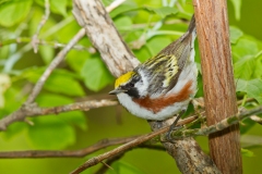 Chestnut-sided Warbler (Setophaga pensylvanica), male, breeding plumage