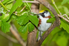 Chestnut-sided Warbler (Setophaga pensylvanica), male, breeding plumage