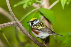 Chestnut-sided Warbler (Setophaga pensylvanica), male, breeding plumage