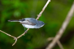 Blue-gray Gnatcatcher (Polioptila caerulea), male, breeding plumage