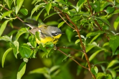 Magnolia Warbler (Setophaga magnolia), female, breeding plumage