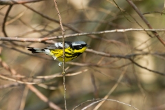 Magnolia Warbler (Setophaga magnolia), male, breeding plumage