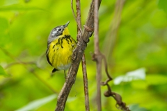 Magnolia Warbler (Setophaga magnolia), female, breeding plumage